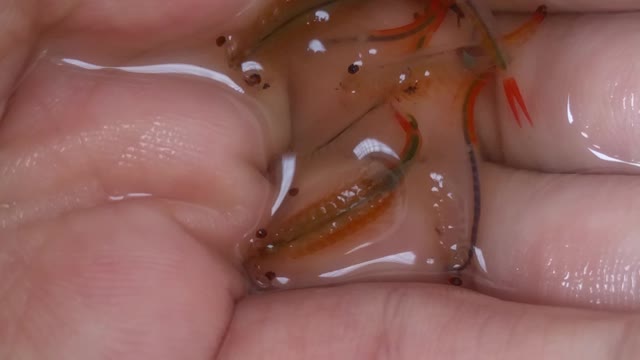 Footage near freshwater Artemia