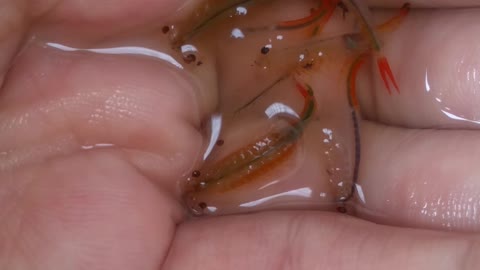 Footage near freshwater Artemia