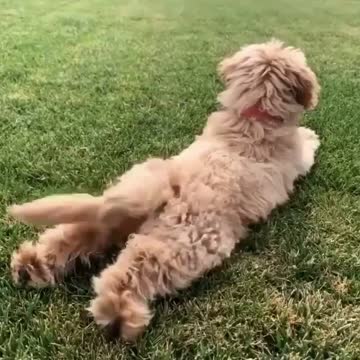 💗💗💗 Cute happy puppy wagging his tail from side to side 💗💗💗