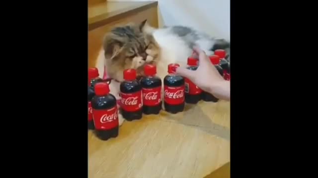 Very funny video with animals