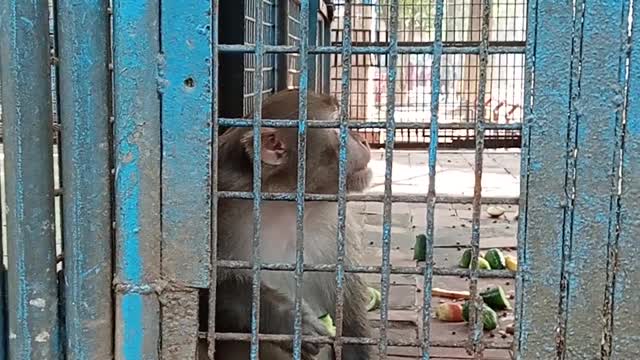 Funny animal monkey 🐒🐒 Eating