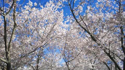 The natural beautiful 🤩 tree 🌲 videos