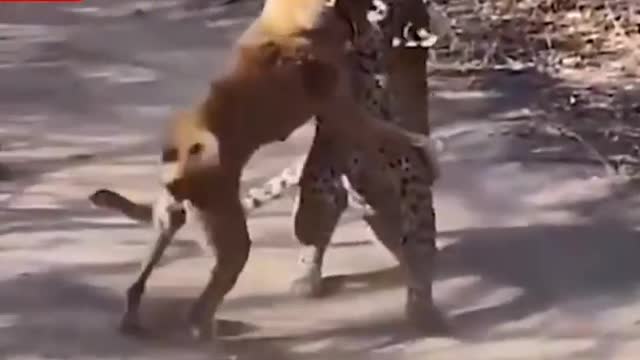 Leopard vs Dog Fight scene