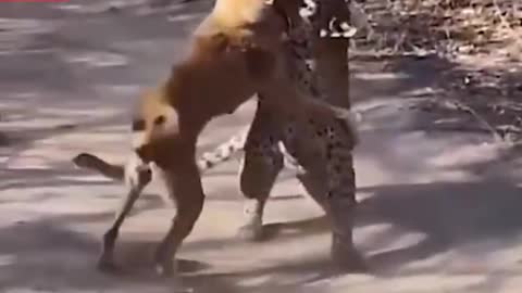 Leopard vs Dog Fight scene