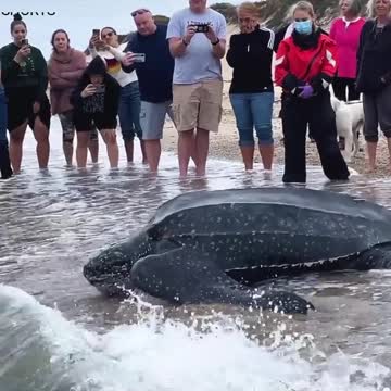 WATCH : Massive Sea Turtle Returned To Sea. 😲