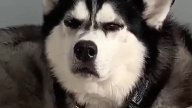 Funny dog are very interested dog 🐕and watch this video