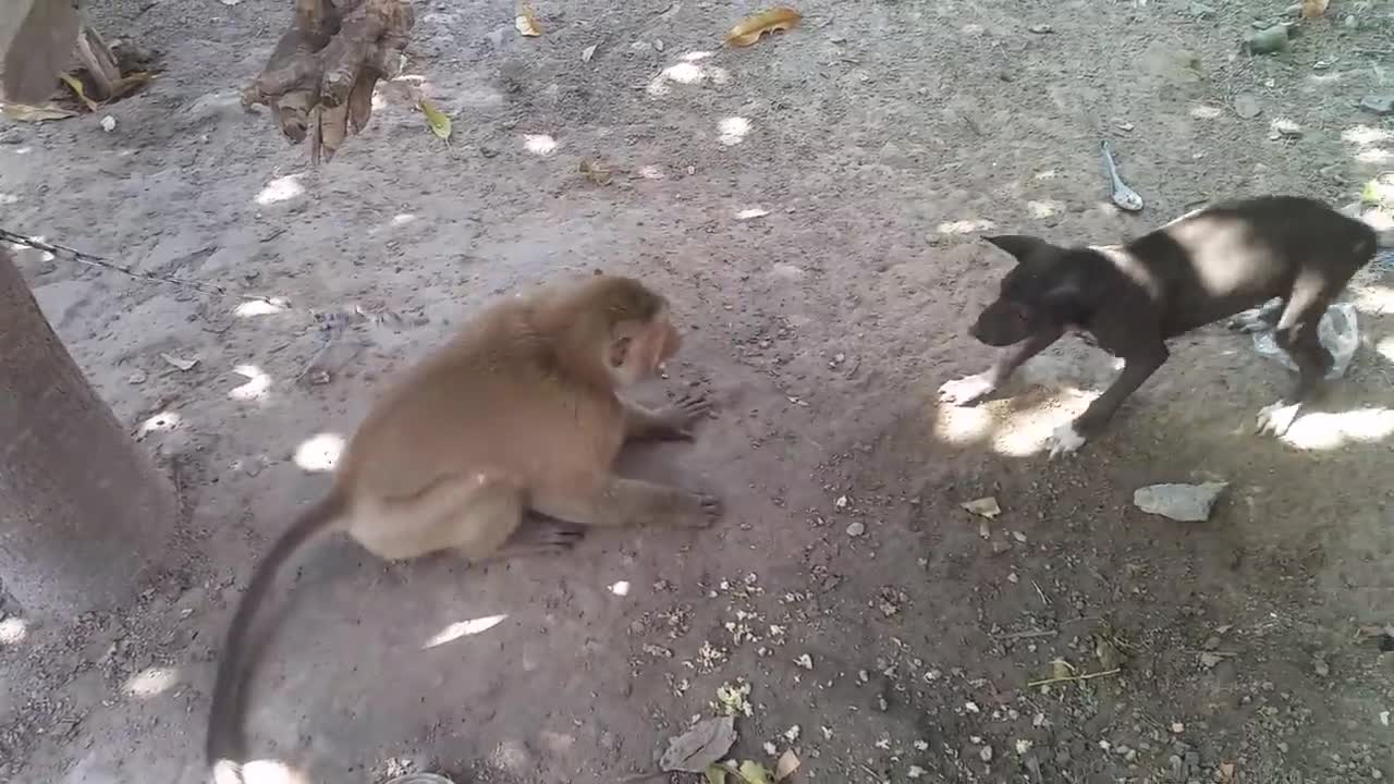 Monkey vs Dog