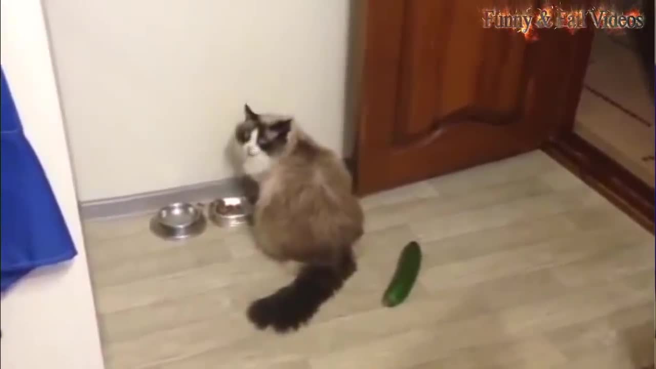 Cats scared of Cucumbers Compilation - Cats Vs Cucumbers #3 - Our Pets 🐶