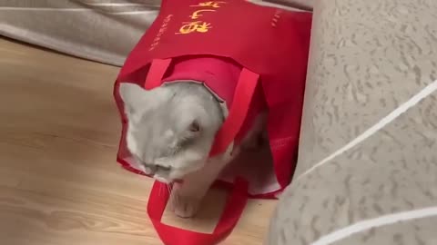 Baby animals HD Shorts