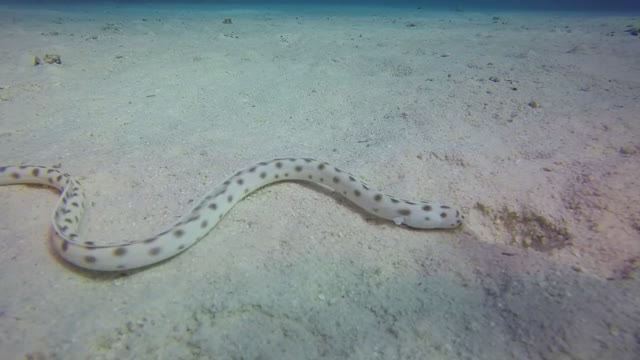 blue-banded sea snake (Hydrophis cyanocinctus)