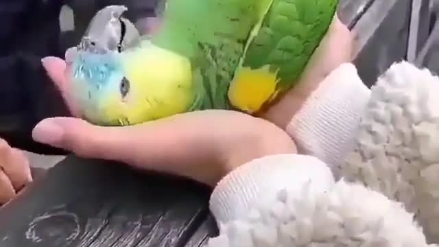 Actor parrot 🐦🤩