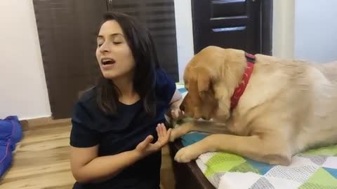 This happens when I ignore my Labrador (MILO)