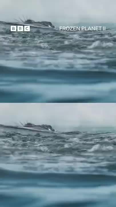 Orca's step-by-step guide to hunting 🍽 #FrozenPlanet2
