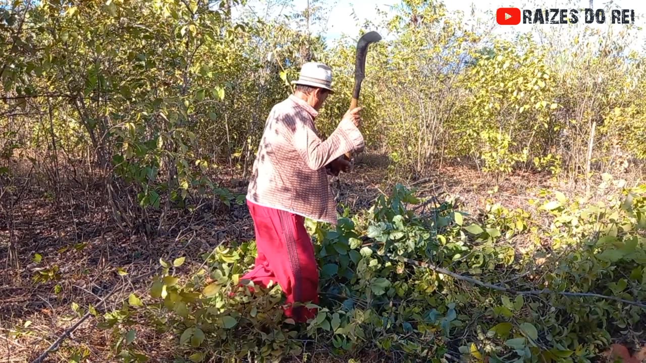 BROCANDO O ROÇADO DO SR. PIRRA | RAIZES DO REI