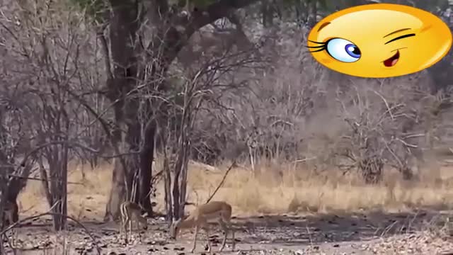 Gorilla Herd Rescue Impala Sucesso de Leopard Ambush From Tall Tree Cheetah vs Baboon😱