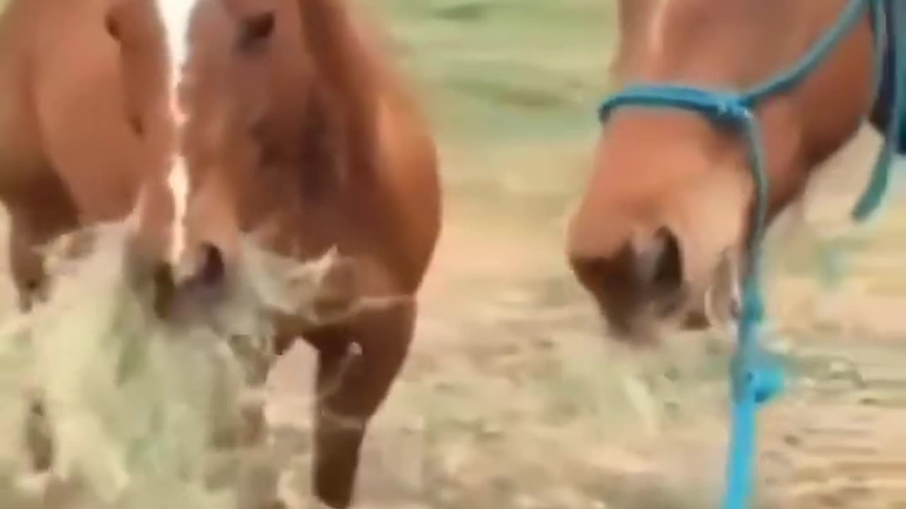 Horse's love story | funny video | watch till the end 😂😘