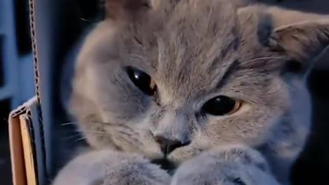 This cat very cute acting