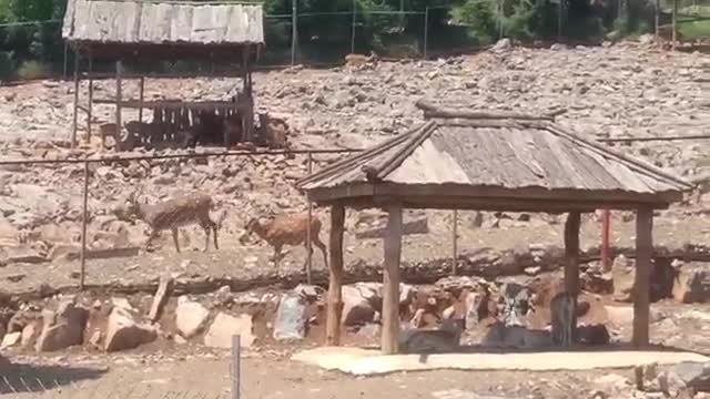 Camel enjoying the cool