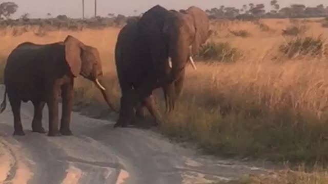 Baby Elephant in the Wild Nose-Dives