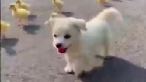 Cute animal | cute dog