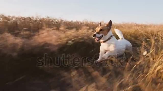 El Perro Jack Russel Terrier