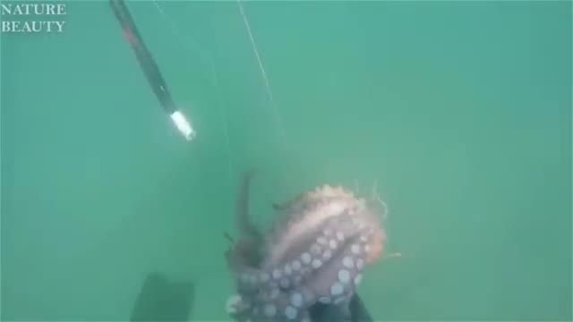 AMAZING catch Giant lobsters... Underwater Big octopus hunting skills..