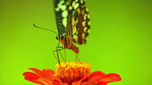 Delicate butterfly feeding on nectar