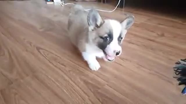 Super cute dog biting toy