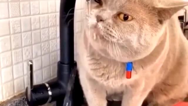 Baby cats-cute and funny cat videos#shorts#youtubeshorts #cat