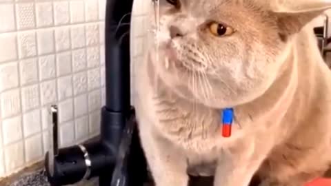 Baby cats-cute and funny cat videos#shorts#youtubeshorts #cat