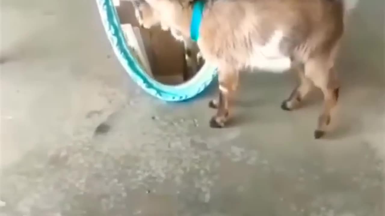 funny goat video😂😂😂