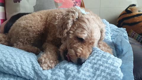 Cute puppy with a ribbon eats a snack.2