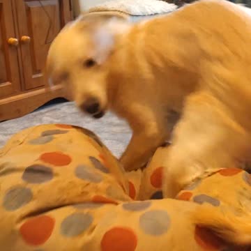 She is obsessed with the beanbag 👇 See the Description for a Surprise!