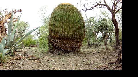 fauna del semi desierto del altiplano mexicano