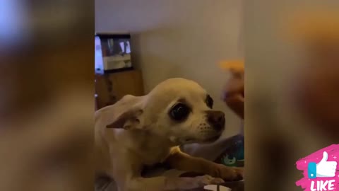 Angry Funny Dogs And Cats of TikTok