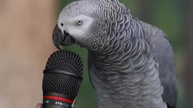 Talking Parrot Voicing other Animals