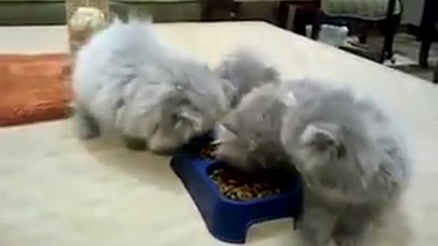 cat group playing togther