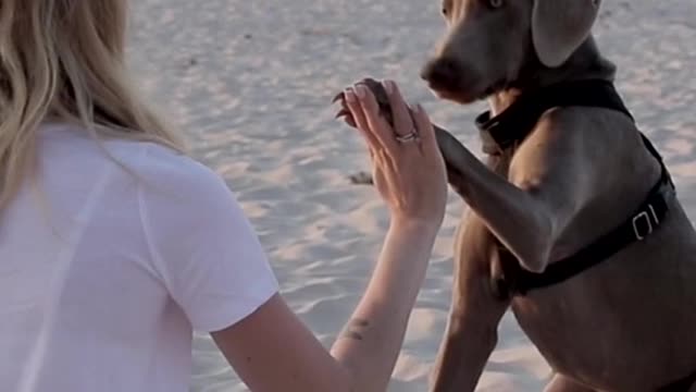 Funniest and cutest dog training i have seen ever #1