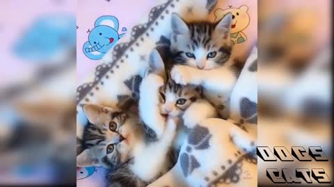 Talking Cats Dogs 5 ( Very Funny Baby Cat Dog Video ) 💕😎