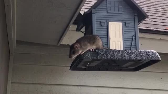 Mouse on the bird feeder (Test video)