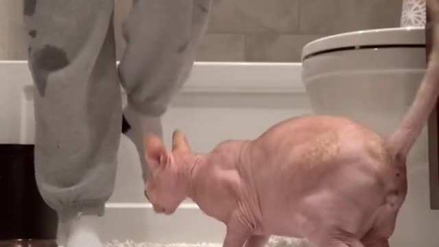 🤣🤣 Funny Cats🐈🐈 and Kittens Meowing compliation