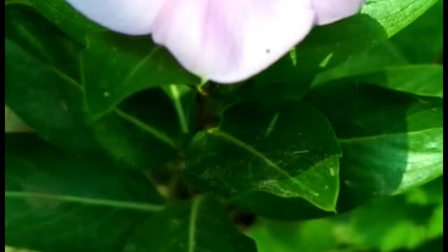 Beautiful Catharanthus roseus plant