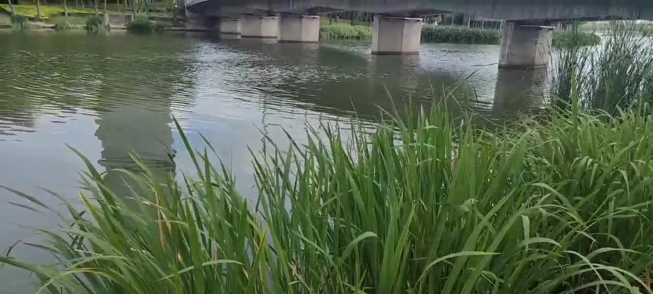 Bridge and lake reeds are beautiful and happy