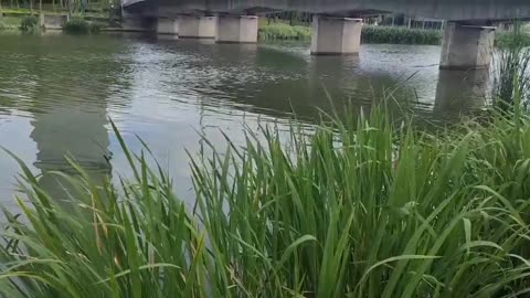 Bridge and lake reeds are beautiful and happy