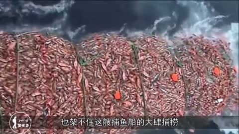 The world's largest fishing boat: the cost is as high as 400 million yuan