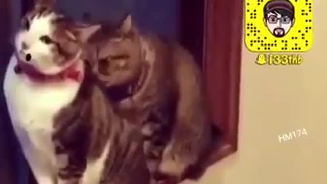 قطط منحرفه حالات واتس 18 perverted cats whatsapp status 18