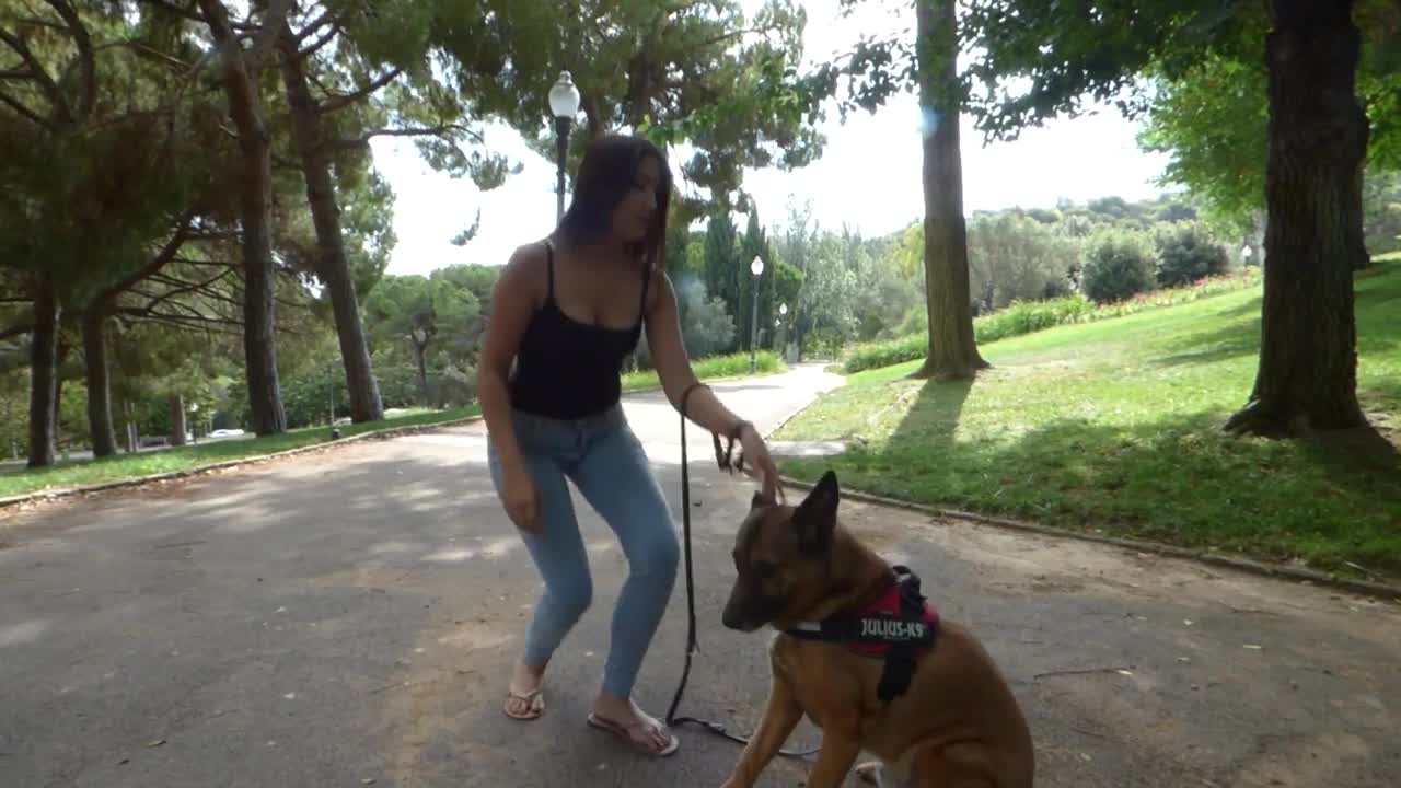 Teaching Dog to sit:Basic dog training.