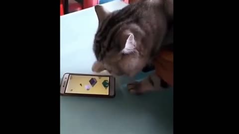 This cat plays better than me