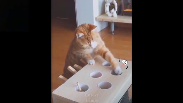 !!MUST WATCH!! These CATS are so FUNNYY!