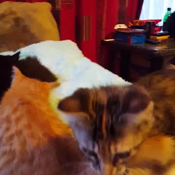 Adorable rescued kittens snuggle up together